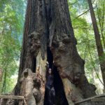 Liv Tyler Instagram - 🌲Birthday with the big trees 🌳