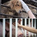 Liz Solari Instagram - El #FestivalDeYulin anual chino de carne de perro y gato está actualmente en marcha. Se calcula que cada segundo mueren 2.000 animales en el mundo para ser consumidos por humanos· Vacas, cerdos, pollos, animales marinos y muchas otras especies capaces de sentir dolor. Si crees que la vida de (todos) los animales es más importante que una comida pasajera ya estás listo para #SerVegano. 🙏🏻🌱🐾 #SeElCambioQueDeseasVerEnElMundo #noviolencia #liberacionanimal #liberacionhumana ・・・ The annual Chinese Yulin cat and dog meat festival is currently underway. If you believe their life is more important than a meal you are ready to are ready to #GoVegan Cr @thesavemovement