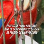 Liz Solari Instagram - ¿Sabías que el tráfico de fauna es el cuarto comercio ilegal mundial después de delitos relacionados a la venta de drogas, la falsificación y el tráfico de personas? 🦜🐢🙉 Mirá nuestro video y enterate más de este cruel negocio. ¡Comentá, taggeá a un amigo y compartí! 👉 En CABA, si conocés de casos de maltrato animal o delito ambiental, DENUNCIÁ en: UFEMA (Unidad Fiscal Especializada en Materia Ambiental) @mpfcaba ☎️ 0800 33 347225 denuncias@fiscalias.gob.ar Fuente: Wildlife Conservation Society Argentina, WWF - World Wide Fund for Nature, WildLife Angel #LeySintientes #FaunaSilvestre #TraficoDeFaunaSilvestre #DerechoAnimal . Did you know that wildlife trafficking is the world’s fourth largest illegal trade after crimes related to drug trade, counterfeiting, and human trafficking? Watch our video and learn more about this cruel business. Comment, tag a friend, and share. Source: Wildlife Conservation Society Argentina, WWF - World Wide Fund for Nature, WildLife Angel #SentientLaw #WildlifeTrafficking #AnimalRights