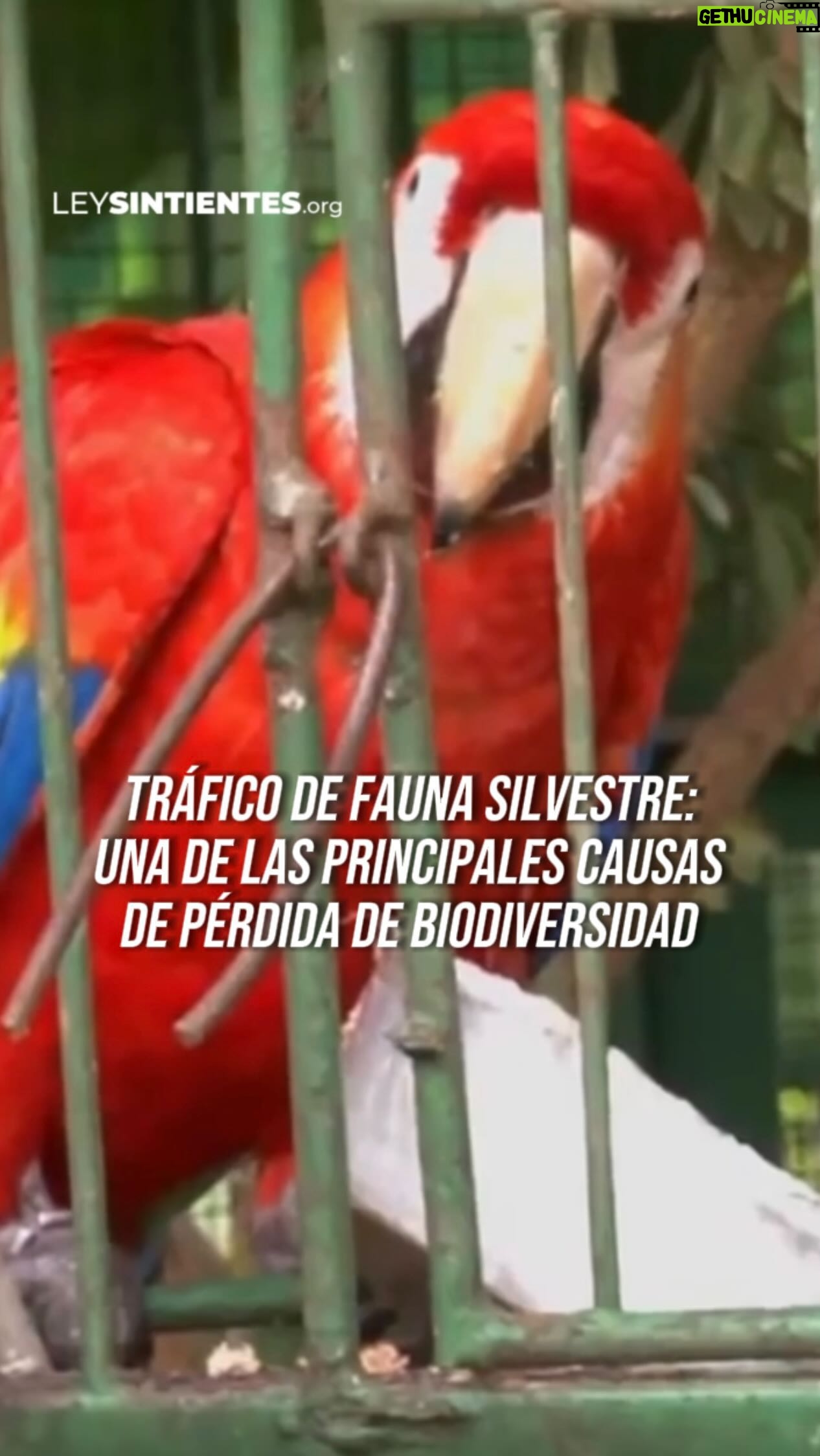 Liz Solari Instagram - ¿Sabías que el tráfico de fauna es el cuarto comercio ilegal mundial después de delitos relacionados a la venta de drogas, la falsificación y el tráfico de personas? 🦜🐢🙉 Mirá nuestro video y enterate más de este cruel negocio. ¡Comentá, taggeá a un amigo y compartí! 👉 En CABA, si conocés de casos de maltrato animal o delito ambiental, DENUNCIÁ en: UFEMA (Unidad Fiscal Especializada en Materia Ambiental) @mpfcaba ☎️ 0800 33 347225 denuncias@fiscalias.gob.ar Fuente: Wildlife Conservation Society Argentina, WWF - World Wide Fund for Nature, WildLife Angel #LeySintientes #FaunaSilvestre #TraficoDeFaunaSilvestre #DerechoAnimal . Did you know that wildlife trafficking is the world’s fourth largest illegal trade after crimes related to drug trade, counterfeiting, and human trafficking? Watch our video and learn more about this cruel business. Comment, tag a friend, and share. Source: Wildlife Conservation Society Argentina, WWF - World Wide Fund for Nature, WildLife Angel #SentientLaw #WildlifeTrafficking #AnimalRights