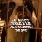 Liz Solari Instagram - La industria de venta de cachorros de raza trata a los animales como COSAS. 🤚🐶💔 ¿Cómo podes ayudarlos? 👉🏽ADOPTÁ, NO COMPRES. 👉🏽ENTRÁ www.leysintientes.org MANDA TU MAIL CON UN CLICK y FIRMÁ la petición de #LeySintientes para sacar a los animales del régimen de “COSAS” declararlos sujeto de derecho en Argentina. ¡Hagamos historia juntos! LINK EN BIO. ✍️ 🇦🇷🐾 Fuente: World Animal Foundation, HSVMA, Spots, Science Direct, Veterinary Practice, P4P #CriaderoDePerros #AdoptaNoCompres #DerechosAnimales . The puppy mill industry treats animals as products. Please adopt, don’t buy. Sign and share our petition so that animals they are removed from the regime of “objects” and are declared subject to law in Argentina. LINK IN BIO. ✍ 🇦🇷🐾 Source: World Animal Foundation, HSVMA, Spots, Science Direct, Veterinary Practice, P4P #PuppyMill #AnimalRights #PawsLaw #SentientLaw