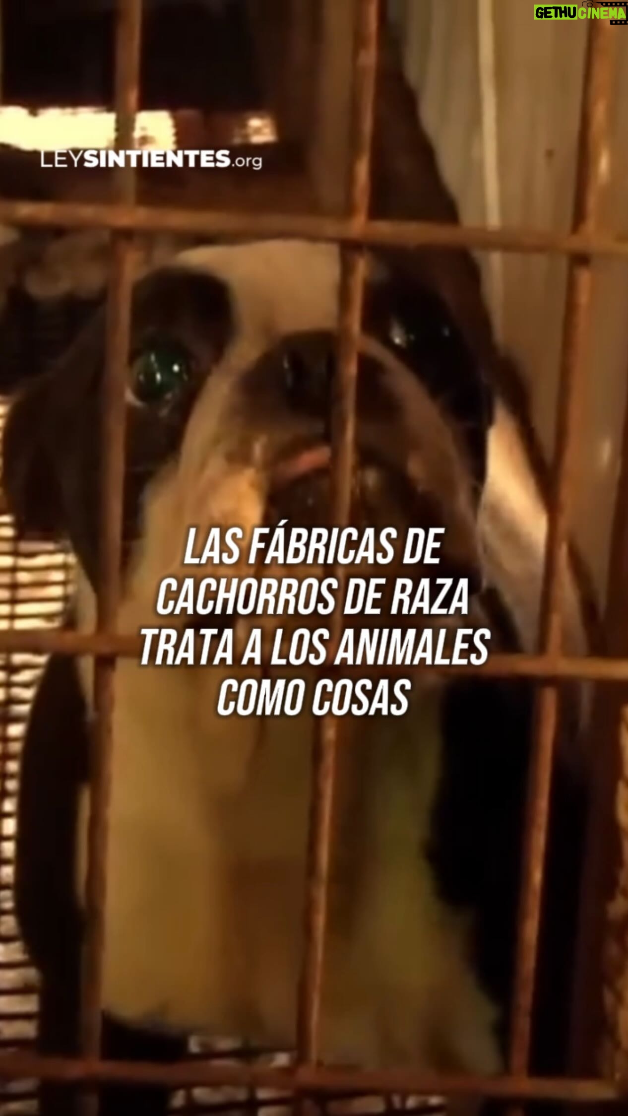 Liz Solari Instagram - La industria de venta de cachorros de raza trata a los animales como COSAS. 🤚🐶💔 ¿Cómo podes ayudarlos? 👉🏽ADOPTÁ, NO COMPRES. 👉🏽ENTRÁ www.leysintientes.org MANDA TU MAIL CON UN CLICK y FIRMÁ la petición de #LeySintientes para sacar a los animales del régimen de “COSAS” declararlos sujeto de derecho en Argentina. ¡Hagamos historia juntos! LINK EN BIO. ✍️ 🇦🇷🐾 Fuente: World Animal Foundation, HSVMA, Spots, Science Direct, Veterinary Practice, P4P #CriaderoDePerros #AdoptaNoCompres #DerechosAnimales . The puppy mill industry treats animals as products. Please adopt, don’t buy. Sign and share our petition so that animals they are removed from the regime of “objects” and are declared subject to law in Argentina. LINK IN BIO. ✍ 🇦🇷🐾 Source: World Animal Foundation, HSVMA, Spots, Science Direct, Veterinary Practice, P4P #PuppyMill #AnimalRights #PawsLaw #SentientLaw
