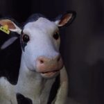 Liz Solari Instagram – Cada vaca tiene una historia. Todos los animales quieren vivir en libertad. 

Me emocionó, me partió el corazón, me inspiró. Arte   Activismo. Gracias de corazón @dustintoddfilms @lc4a @moby 
Y a todo el talentoso equipo involucrado en la creación de este iluminado corto animado.
🙏🏻🎬❤️🐾✨

@dustintoddfilms #SuperCow Official Film – A condemned cow’s last chance at freedom. Told in gripping #stopmotion animation, from writer/director @dustintoddfilms and featuring music by @moby, #SuperCow follows the journey of Daisy and her daring escape from slaughter. Produced by animal rights organization @lc4a. 

Every cow has a story. All animals want to live free. 

——
Written and Directed by @dustintoddfilms 
Music by @moby 
Produced by @sofiaaastrom @danielleus @dustintoddfilms @arianabazlamit
Executive Produced by @lc4a 
Animation Director / Lead Animator @michaelgranberry 
Animator danielolivas_animation 
Cow Fabricator @chelseabayouth 
Cinematography by @jeffygardner 
Sound Design @melodygun 

@cherchevalier_author @clegg.judith @smileymindskids 🙏🏻❤️🐾👏🏼🌱🥰
——
#WorldVegetarianDay #stopmotionanimation #animatedshort #friendsnotfood #vegansofig #plantbased #goveganfortheanimals #meatfree #lovecows #ditchdairy #lastchanceforanimals #shortfilm #psa #filmmaking
