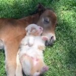 Liz Solari Instagram - "Como seres encarnados todos somos turistas en esta dimensión fisica. Una vez conscientes de esta realidad, uno se vuelve tan humilde que el egoista abuso de otros seres, sean humanos, animales o de la Tierra misma se vuelve imposible.” SLIM Camina ligeramente en mente, cuerpo y espíritu de @cherchevalier_author Disponible en Amazon en Español e Ingles - Conseguí el libro con links directos en mis historias 🙏🏻📚✨ "As incarnated Beings we are all 'tourists' in this physical dimension. Once fully aware of this reality, one becomes so humbled that selfish abuse of others, be they human, animal or the earth itself, becomes impossible.” SLIM: Step Lightly In Mind, Body, Spirit by @cherchevalier_author 📸: @greenvalleyauss #Inspirationalbooks #quotes #spiritual #CherChevalier #GoVegan