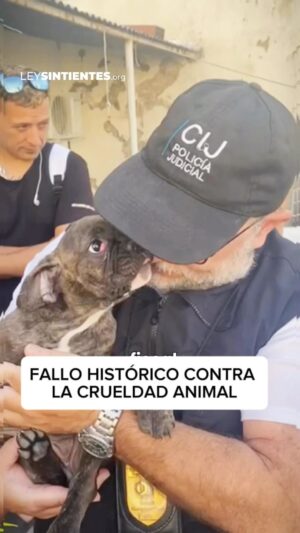 Liz Solari Instagram - Desde SINTIENTES celebramos este FALLO HISTÓRICO a favor de los animales. 🙌🏽🐾🇦🇷

El responsable de un criadero ilegal de perros fue llevado a juicio y condenado a ocho meses de prisión en suspenso por cometer actos de crueldad animal, sin sanción económica de ningún tipo.

Reconocemos esta victoria como un GRAN paso en la dirección CORRECTA. 

Desde SINTIENTES trabajamos para introducir, modificar y mejorar las leyes de protección animal en Argentina y no frenaremos hasta cumplir nuestro objetivo. 

Gracias a @mpfcaba por su dedicado trabajo para frenar la crueldad animal y al Fiscal Carlos Rolero ¡Son un ejemplo Nacional!

Y GRACIAS a @callejerocasaquiere @red4patas @adopcionesalrescate @melchorlez por involucrarse en este caso, protegerlos y ubicarlos. 🙏

✍️ Te invitamos a firmar y compartir la petición de #LeySintientes en change.org/leysintientes para que todos los animales sean declarados sintientes y sujeto de derecho en Argentina.

#Noticia #Argentina #Historico #MaltratoAnimal

.

SINTIENTES celebrates this HISTORIC TRIAL & RULING in favor of animals. 👏

For the first time in Argentina, the owner of an illegal puppy mill was charged with animal abuse and given an 8-month suspended sentence, with no economic penalties whatsoever.

We believe this victory is a HUGE step in the RIGHT direction.

SENTIENT is working to introduce, amend and improve animal protection laws in Argentina, and we will not stop till we achieve our goal.

A big THANK YOU to @mpfcaba for your dedication and efforts to end animal cruelty. You are a national example!

And also to @callejerocasaquiere @red4patas @adopcionesalrescate @melchorlez for stepping in and protecting animals once they have been rescued. 🙏

✍️ Please, sign and share the #SentientLaw petition at change.org/leysintientes so that all animals are declared sentient and subject to law in Argentina.

#News #Historic #AnimalAbuse #PuppyMills