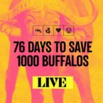 Liz Solari Instagram - What if I told you that in just 80 days, 1,000 innocent buffaloes will face death unless we step in? Would you spare a minute to listen? Imagine this: A rancher in Brazil abandoned over 1,000 buffaloes and their helpless babies to wither away in a field, all in the name of planting soybeans. Tragically, hundreds of these sentient beings have already perished due to neglect and starvation. But here's the ray of hope! Justice has finally prevailed for these voiceless creatures. Two remarkable Brazilian animal sanctuaries, Vale de Rainha Sanctuary and Rancho Dos Gnomos, have fought for their custody and emerged victorious! Now, here's the catch: We have a mere 76 days to orchestrate their transfer to these loving sanctuaries; otherwise, they will be killed. This is where we come together as a community! The countdown has begun, and we're on a mission to raise $40,000 to facilitate the relocation of these precious buffaloes to their new safe havens. Will you stand with us and be the change these buffaloes so desperately need? Drop a “save them” in the comments below for the donation link.