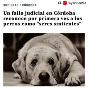 Liz Solari Instagram - #Repost @leysintientes with @use.repost
・・・
📣 FALLO HISTÓRICO EN ARGENTINA 

CORDOBA ESTABLECIÓ QUE LOS PERROS SON SERES SINTIENTES 🙏🏻❤️🐾🥳

“El fallo significó un nuevo aporte al desarrollo progresivo jurisprudencial en torno a los animales, que paulatinamente, deconstruye las bases antropocéntricas del ordenamiento jurídico."

Suma tu firma para que todos los animales sean considerados sintientes en Argentina. Encontra nuestra petición en bio 🙏✍️❤️

📣 Historical legal ruling in Argentina: Cordoba established that dogs are sentient beings. 🙏❤️🐾✍️🥳

"The ruling meant a new contribution to the progressive jurisprudential development around animals, which gradually deconstructs the anthropocentric bases of the legal system."

Sign and share our petition for all animals to be condisered sentient in Argentina. Link in Bio 🙏❤️✍️

@cherchevalier_author @clegg.judith @smileymindskids 

#leysintientes 
#sentientlaw 
#derechosanimales 
#noticias 
#news
