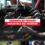 Liz Solari Instagram – ¿Sabías que miles de yeguas son torturadas a diario en granjas de sangre? 🩸

Desde SINTIENTES te contamos y mostramos cómo son sometidas y forzadas a prácticas crueles para extraerles una hormona que es comercializada globalmente.

💭 ¿Alguna vez escuchaste sobre esta práctica? ¿Conocías toda la crueldad que se esconde detrás de las granjas?

🎥 Si querés saber más sobre este tema, te invitamos a mirar CINCO CORAZONES en FLOW: un documental contra el maltrato de caballos en Argentina.

✍️ Por favor, firmá y compartí la petición de #LeySintientes en change.org/leysintientes para que todos los animales sean declarados sintientes y sujeto de derecho en Argentina.

#SangriaDeYeguas #Caballos #SintienciaAnimal #DerechosAnimales

.

Did you know that thousands of mares are tortured every day in blood farms? 🩸

We will show you how they are the sad victims of forceful and cruel practices to extract from their blood a hormone that is sold globally.

💭 Were you familiar with this practice? Did you know the cruelty behind farms?

🎥 To learn more, watch CINCO CORAZONES, a documentary that exposes horse abuse in Argentina, available on FLOW.

✍️ Sign and share the #SentientLaw petition at change.org/leysintientes so that all animals are declared sentient and subject to law in Argentina.

#HorseBloodFarm #Horses #AnimalSentience #AnimalRights