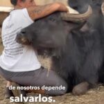 Liz Solari Instagram - La compasión nos llama a unirnos para salvar vidas de estos seres inocentes. Abandonadas a la muerte por un ganadero que decidió que sus vidas no importaban tanto cómo cuando las explotaba. Hoy estos búfalos y sus bebés están siendo protegidos por un equipo de ángeles en la tierra. Gente que tiene la grandeza de dedicarles su vida. @ahimsa.santuariovaledarainha @ranchodosgnomos @bufalas_de_brotas NECESITAMOS LLEGAR A 40.000 USD PARA TRANSPORTARLOS AL SANTUARIO. Nuestra donación tiene el poder de cambiarles su destino. Todo suma. Te necesitamos más que nunca. Estamos en campaña. DONA LO QUE PUEDAS. LINK EN MI BIO. Cambiemos su destino. 🙏🏻❤️🐃 #rescateanimal