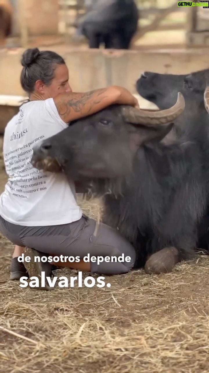 Liz Solari Instagram - La compasión nos llama a unirnos para salvar vidas de estos seres inocentes. Abandonadas a la muerte por un ganadero que decidió que sus vidas no importaban tanto cómo cuando las explotaba. Hoy estos búfalos y sus bebés están siendo protegidos por un equipo de ángeles en la tierra. Gente que tiene la grandeza de dedicarles su vida. @ahimsa.santuariovaledarainha @ranchodosgnomos @bufalas_de_brotas NECESITAMOS LLEGAR A 40.000 USD PARA TRANSPORTARLOS AL SANTUARIO. Nuestra donación tiene el poder de cambiarles su destino. Todo suma. Te necesitamos más que nunca. Estamos en campaña. DONA LO QUE PUEDAS. LINK EN MI BIO. Cambiemos su destino. 🙏🏻❤️🐃 #rescateanimal