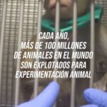 Liz Solari Instagram – 🇦🇷 ¡En Argentina la experimentación con animales con fines cosméticos todavía no está prohibida!

El número actual a nivel mundial de animales explotados aún se desconoce porque pocos países recopilan y publican datos sobre esta cruel práctica.
.

Over 100 million animals are exploited annually for experimentation in laboratories worldwide. 🤚💔🐇

It is estimated that over 500,000 animals die each year solely for cosmetic testing. 💄🧴🐾

The current global number is still unknown due to limited data collection and publication on this cruel practice. 

🇦🇷 In Argentina, animal experimentation for cosmetic purposes is still not prohibited!

Make sure to buy cosmetics and cleaning products that are #cruelty-free and #vegan.

✍️ Sign and share our petition to declare animals as sentient beings and subject to law in Argentina. LINK IN BIO.

Source: Cruelty Free International, Humane Society International, People for the Ethical Treatment of Animals – PETA)

#LeySintientes #SentientLaw #StopTesting #CrueltyFree #AnimalTesting #AnimalRights #AnimalSentience