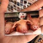 Liz Solari Instagram – La humanidad convirtió la Tierra en un infierno para los animales. 

Caimos bajo el engaño de un sistema que esconde sus macabros y oscuros actos de violencia y terror hacia incontables y abrumantes cantidades de seres inocentes. 

Hoy el engaño está terminando. 

Tenes la oportunidad diaria de defender la paz desde tu plato. Usala 🙏🏻🤍🌱🕊

#GoVegan #GoVeggie #GoPlantbased #AmorAnimal
