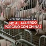 Liz Solari Instagram – Trascendió la noticia que el Gobierno avanza con el acuerdo porcino con China.

¿Sabias que la peste porcina sigue castigando a China y a los paises que importaron el modelo de mega granjas de cerdos? 

Argentina dice NO al #AcuerdoPorcinoConChina 

Por favor FIRMA y compartí nuestra petición LINK EN MI BIO 

🙏🏻🐷🌱🌎 

.

The news broke that the Argentinian Government is going ahead with the #PigDealWithChina.
 
Did you know that swine fever continues to plague China and the countries in which they’ve built industrial pig farms to import meat on a mass scale?

Breaking news! The Argentinian Government is going ahead with the #PigDealWithChina.
 

Argentina says NO to the #PigDealWithChina

Please SIGN and share our petition, direct LINK IN BIO. 

🙏🏻🐾✨🌱🌎 

@cherchevalier_author @pawslawuk @clegg.judith @smileymindskids @plantbasednews @change_ar 

#Repost @change_ar with @make_repost
・・・
MÁS DE MEDIO MILLÓN DE FIRMAS ✊ Desde que el gobierno anunció un posible acuerdo porcino con #China, @liz_solari inició una petición que lleva recolectadas más de 500.000 firmas en contra de este proyecto.
 ⠀⠀⠀⠀
 🐖 “En China están sufriendo brotes de Peste Porcina Africana que surgió entre el 2018 y 2019 (PPA), la misma está arruinando los medios de vida de muchos pequeños granjeros y sacrificando la vida de aproximadamente 400 millones de cerdos, que han decidido enterrar vivos.” Dice en su petición
 ⠀⠀⠀⠀
👉 La lucha continúa, y vos ¿ya firmaste?, si no lo hiciste, ingresá en nuestras historias y firmá ahora. #GoVegan