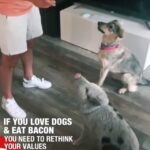 Liz Solari Instagram – Si amas a los perros y comes chanchos necesitas repensar tus valores. 

No necesitamos comer animales. Una dieta sin violencia y llena de vida y sanacion te espera.  #govegan 

 
#Repost @animalsabove with @make_repost
・・・
Don’t call yourself an animal lover, justice seeker and peace promoter if you love your dog while chewing on flesh of murdered pigs, cows, chicken, goats, lambs, fish … 💔 
.
Video credits: Claudio Sun
Video repost via: @lebanesevegans 
.
.
#repost 
#vegan #veganmemes #meatfree #vegansoftheworld #pigsofinstagram #dairyfree #endspeciesism #animallovers #dogsofinsta 
#crueltyfree #vegangirl #loveallanimals #veganlife #animalrights #vegansofig #veganrecipes #plantbased #ecofriendly #stopanimalabuse 
#vegano #veganism #kindnessmatters #animalcrueltyfree