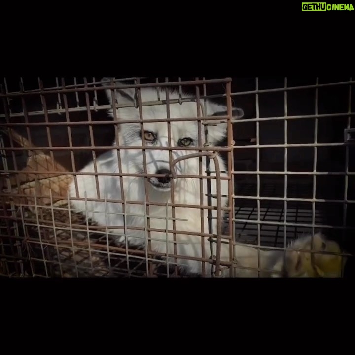 Liz Solari Instagram - Con uds el video musical “Rescatame”. El mismo fue creado por @moby con imagenes de el documental @slay.film exponiendo como la Industria Fashion abusa y explota animales. Ya podes ver SLAY en @amazon y de forma gratuita en @waterbearnetwork Es hora de despertar, de consumir de forma conciente por el bien de todos. 🙏🏻🎬🔥 #Repost @slay.film with @use.repost ・・・ Snippet of “Rescue Me” official music video by @moby featuring footage from SLAY, addressing the continuing abuse of animals by the fashion industry. With thanks to @onevoiceanimal @panospictures @association_l214 for additional footage and @andrewskowron for @slay.film Watch SLAY for free on @waterbearnetwork and soon on iTunes and Amazon #slayfilm #whatshouldiwearinstead