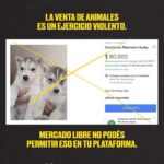 Liz Solari Instagram – Hey @mercadolibre.arg es hora de dejar de intermediar la venta de los animales como si fueran cosas en su plataforma. Son seres sintientes, concientes. 

No sean más complices del cruel y oscuro negocio de la industria de venta de cachorros de raza. 

🙏🏻❤️🐾

@voicot @difusionv @leysintientes 

#liberacionanimal #AdoptaNoCompres 
#MercadoLibreArgentina #LeySintientes