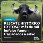 Liz Solari Instagram – ¡Más de mil búfalos fueron trasladados en un rescate histórico! 🐃

🙏 Gracias a una recaudación de fondos global con gran apoyo popular y el trabajo de los santuarios de animales brasileños @ahimsa.santuariovaledarainha y @ranchodosgnomos , se logró el traslado de los búfalos.

⚖️ Justo a tiempo, antes de que se cumpla el plazo de 90 días otorgado por la Justicia para que los animales sean retirados de la granja, todos están a salvo.

💵 Los santuarios necesitan donaciones para la comida, recuperación y atención médica de estos animales y están recaudando el dinero desde el link de sus biografías.

💭 Y vos, ¿donarías para ayudar a los búfalos a vivir su nueva vida?

#LeySintientes #Rescate #Animales

.

More than a thousand buffalo were transferred as part of a historic rescue! 🐃

🙏 Thanks to global fundraising with great popular support and the hard work of Brazilian animal sanctuaries @ahimsa.santuariovaledarainha and @ranchodosgnomos , the buffaloes were successfully relocated.

⚖ Just in time, before the 90-day deadline granted by Justice for the animals to be removed from the farm, they are all safe.

💵 The sanctuaries still need donations for food, recovery, and medical care for these animals. You can see the information in their bios.

💭 Would you donate to help the buffaloes have a decent new life?

#SentientLaw #Rescue #Animals