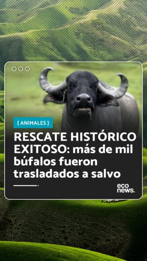 Liz Solari Instagram - ¡Más de mil búfalos fueron trasladados en un rescate histórico! 🐃

🙏 Gracias a una recaudación de fondos global con gran apoyo popular y el trabajo de los santuarios de animales brasileños @ahimsa.santuariovaledarainha y @ranchodosgnomos , se logró el traslado de los búfalos.

⚖️ Justo a tiempo, antes de que se cumpla el plazo de 90 días otorgado por la Justicia para que los animales sean retirados de la granja, todos están a salvo.

💵 Los santuarios necesitan donaciones para la comida, recuperación y atención médica de estos animales y están recaudando el dinero desde el link de sus biografías.

💭 Y vos, ¿donarías para ayudar a los búfalos a vivir su nueva vida?

#LeySintientes #Rescate #Animales

.

More than a thousand buffalo were transferred as part of a historic rescue! 🐃

🙏 Thanks to global fundraising with great popular support and the hard work of Brazilian animal sanctuaries @ahimsa.santuariovaledarainha and @ranchodosgnomos , the buffaloes were successfully relocated.

⚖ Just in time, before the 90-day deadline granted by Justice for the animals to be removed from the farm, they are all safe.

💵 The sanctuaries still need donations for food, recovery, and medical care for these animals. You can see the information in their bios.

💭 Would you donate to help the buffaloes have a decent new life?

#SentientLaw #Rescue #Animals
