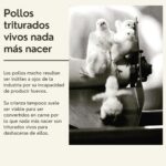 Liz Solari Instagram – 5 verdades incómodas sobre la #industriacarnica que no te cuentan los anuncios. 

¿Cual te impacto más?

Gs @maiteirulegi 🙏🏻🌱🐾

#plantbased #govegan #sevegano #amoranimal #animales #masamor