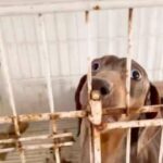 Liz Solari Instagram - Estas son #FabricasDeCachorros #CriaderosDePerros de raza. Este es su infierno y está siendo financiado por las personas que los compran sin saber lo que esconde esta industria. No existen criaderos felices. Estos animales estan siendo explotados por dinero. Se estima que en Argentina hay mas de 15 millones de perros en la calle para ADOPTAR, TRANSITAR, y sino podes AYUDA A LOS RESCATISTAS, PROTECCIONISTAS, REFUGIOS Y DEMANDA UNA LEY QUE LOS CONSIDERE SINTIENTES Y SUJETOS DE DERECHO @leysintientes PARA TRAER JUSTICIA POR ELLOS. Gracias al trabajo en conjunto de la fiscalia número 6 lomas de Zamora, la DDI de Lomas, el doc @alfredo_carrillo_99, @fer_pieroni y su compañera @nati.alanis y la direccion veterinaria de la provincia se termino el sufrimiento de 97 perros. Gracias @refugioelcampito por darle un lugar a los rescatados. El culpable esta siendo procesado. Pero la ley de proteccion animal no es lo suficientemente dura para que cumpla la pena que debe. Esperamos que el juez le de una condena efectiva y una multa. Mas aun espero que cambie la ley para no depender de las excepciones. #PerrosDeRaza #FabricasDePerros #ExplotacionAnimal #AdoptaNoCompres This is the horrific truth behind the #PuppyMill Industry. Please #adopt don’t shop! Bless God and the argentinian team involved in the rescue of 97 exploited dogs. And @refugioelcampito for giving a safe shelter to all these little angels. Follow @pawslawuk and @leysintientes to end animal cruelty! @cherchevalier_author @clegg.judith @smileymindskids #PawsLawUk #LeySintientes #animalcruelty #crueldadanimal 🙏🏻🐾❤️