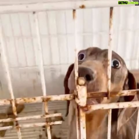 Liz Solari Instagram - Estas son #FabricasDeCachorros #CriaderosDePerros de raza. Este es su infierno y está siendo financiado por las personas que los compran sin saber lo que esconde esta industria. No existen criaderos felices. Estos animales estan siendo explotados por dinero. Se estima que en Argentina hay mas de 15 millones de perros en la calle para ADOPTAR, TRANSITAR, y sino podes AYUDA A LOS RESCATISTAS, PROTECCIONISTAS, REFUGIOS Y DEMANDA UNA LEY QUE LOS CONSIDERE SINTIENTES Y SUJETOS DE DERECHO @leysintientes PARA TRAER JUSTICIA POR ELLOS. Gracias al trabajo en conjunto de la fiscalia número 6 lomas de Zamora, la DDI de Lomas, el doc @alfredo_carrillo_99, @fer_pieroni y su compañera @nati.alanis y la direccion veterinaria de la provincia se termino el sufrimiento de 97 perros. Gracias @refugioelcampito por darle un lugar a los rescatados. El culpable esta siendo procesado. Pero la ley de proteccion animal no es lo suficientemente dura para que cumpla la pena que debe. Esperamos que el juez le de una condena efectiva y una multa. Mas aun espero que cambie la ley para no depender de las excepciones. #PerrosDeRaza #FabricasDePerros #ExplotacionAnimal #AdoptaNoCompres This is the horrific truth behind the #PuppyMill Industry. Please #adopt don’t shop! Bless God and the argentinian team involved in the rescue of 97 exploited dogs. And @refugioelcampito for giving a safe shelter to all these little angels. Follow @pawslawuk and @leysintientes to end animal cruelty! @cherchevalier_author @clegg.judith @smileymindskids #PawsLawUk #LeySintientes #animalcruelty #crueldadanimal 🙏🏻🐾❤️