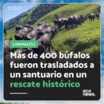 Liz Solari Instagram - Más de mil búfalos están siendo trasladados en un rescate histórico gracias a @ahimsa.santuariovaledarainha , @ranchodosgnomos y a una recaudación de fondos global. 🙏 🐃 🚚 Más de 400 fueron trasladados en las últimas semanas gracias al equipo de voluntarios del Santuario Vale da Rainha y los últimos serán trasladados durante enero y febrero de 2024. ¡En este video te mostramos como entran en contacto por primera vez con las pasturas y los ríos de su nuevo hogar! 👉 Podés donar diaria o mensualmente para contribuir a este rescate histórico y la mantención de los animales vía PayPal en el link en bio de @ahimsa.santuariovaledarainha #Rescate #DerechosAnimales #SintienciaAnimal More than one thousand buffaloes are being transferred in a historic rescue thanks to @ahimsa.santuariovaledarainha, @ranchodosgnomos, and a global fundraiser. 🙏 🐃 🚚 More than 400 buffaloes were transferred in the past few weeks with the help of the volunteer team of Vale da Rainha Sanctuary. The pending transfers will be done during January and February 2024. In this video, you can see the rescued buffaloes enjoying their new home’s pastures and rivers for the first time! 👉 You can make daily or monthly donations to contribute to this historic rescue and to pay the cost of the animals’ maintenance via PayPal in @ahimsa.santuariovaledarainha #Rescue #Animals