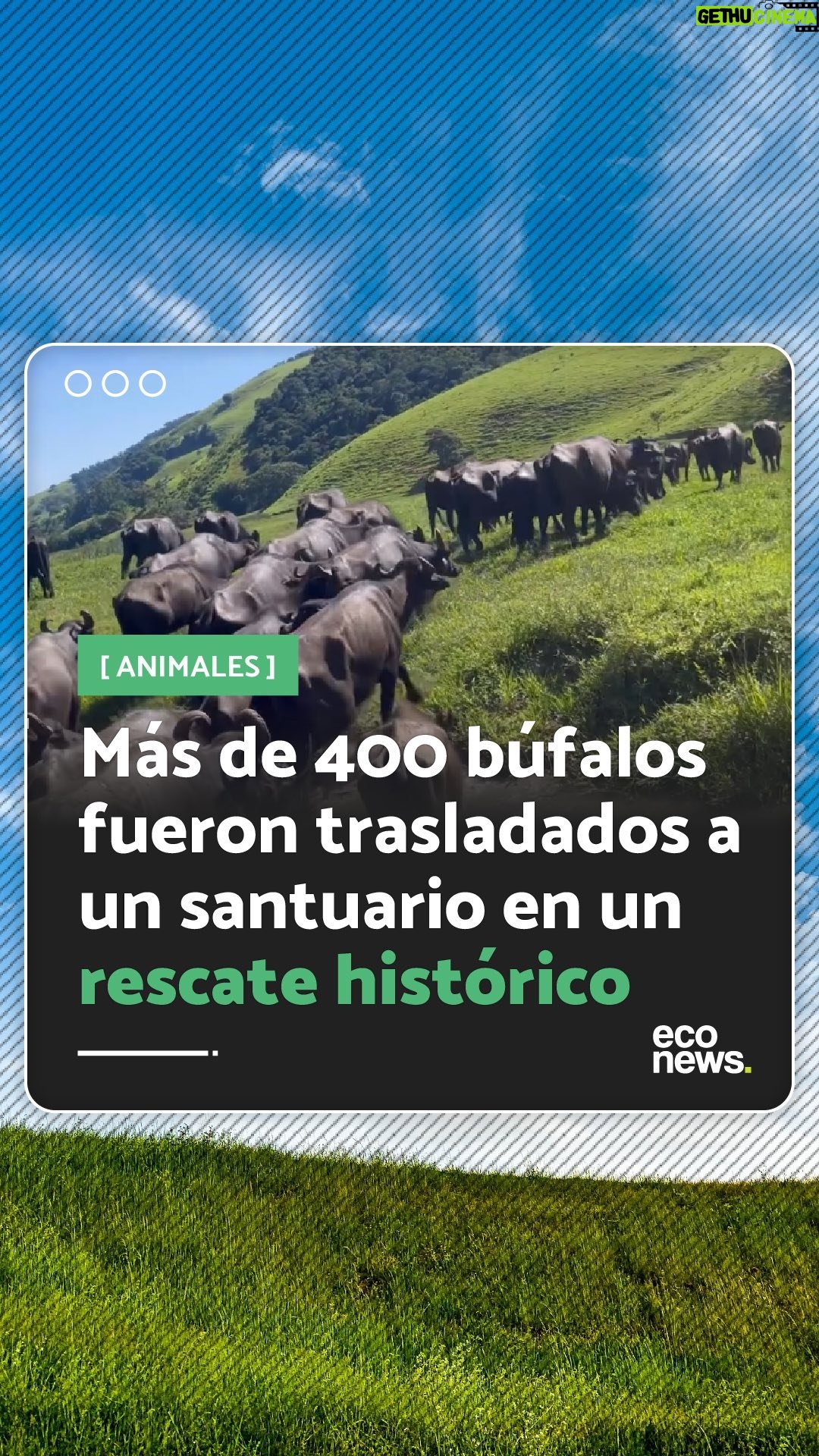 Liz Solari Instagram - Más de mil búfalos están siendo trasladados en un rescate histórico gracias a @ahimsa.santuariovaledarainha , @ranchodosgnomos y a una recaudación de fondos global. 🙏 🐃 🚚 Más de 400 fueron trasladados en las últimas semanas gracias al equipo de voluntarios del Santuario Vale da Rainha y los últimos serán trasladados durante enero y febrero de 2024. ¡En este video te mostramos como entran en contacto por primera vez con las pasturas y los ríos de su nuevo hogar! 👉 Podés donar diaria o mensualmente para contribuir a este rescate histórico y la mantención de los animales vía PayPal en el link en bio de @ahimsa.santuariovaledarainha #Rescate #DerechosAnimales #SintienciaAnimal More than one thousand buffaloes are being transferred in a historic rescue thanks to @ahimsa.santuariovaledarainha, @ranchodosgnomos, and a global fundraiser. 🙏 🐃 🚚 More than 400 buffaloes were transferred in the past few weeks with the help of the volunteer team of Vale da Rainha Sanctuary. The pending transfers will be done during January and February 2024. In this video, you can see the rescued buffaloes enjoying their new home’s pastures and rivers for the first time! 👉 You can make daily or monthly donations to contribute to this historic rescue and to pay the cost of the animals’ maintenance via PayPal in @ahimsa.santuariovaledarainha #Rescue #Animals