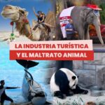 Liz Solari Instagram – INDUSTRIA TURÍSTICA VS MALTRATO ANIMAL 🎬👀🐾

¿Sabías que las actividades turísticas que ofrecen experiencias de entretenimiento con animales fomentan la crueldad hacia ellos?

Desde SINTIENTES creemos que como sociedad debemos cambiar nuestros hábitos para ser turistas RESPONSABLES. 🐒🦜❤️

Taguea un amigo, familiar así se entera de esto. Contanos tus experiencias. 

🙏 Necesitamos con urgencia que #LeySintientes SEA LEY en Argentina e inspirar a todo el mundo a declararlos sintientes y sujeto de derecho.

✍️ Te invitamos a firmar y compartir nuestra petición en change.org/leysintientes para llegar al millón de firmas.

#Turismo #TurismoResponsable #Animales #DerechosAnimales
#SientienciaAnimal

.

Tourism activities that offer entertainment experiences with animals are cruel.

We are convinced that this must change. Let us be responsible tourists. 🐒🦜❤

Tag a friend, a family Member to share and them know! 

🙏 We urgently need to pass #SentientLaw to inspire the world to declare animals in Argentina sentient and subject to law.

✍ Sign and share our petition to reach one million signatures: change.org/leysintientes

#Tourism #ResponsibleTourism #Animals #AnimalsRights #AnimalSentience