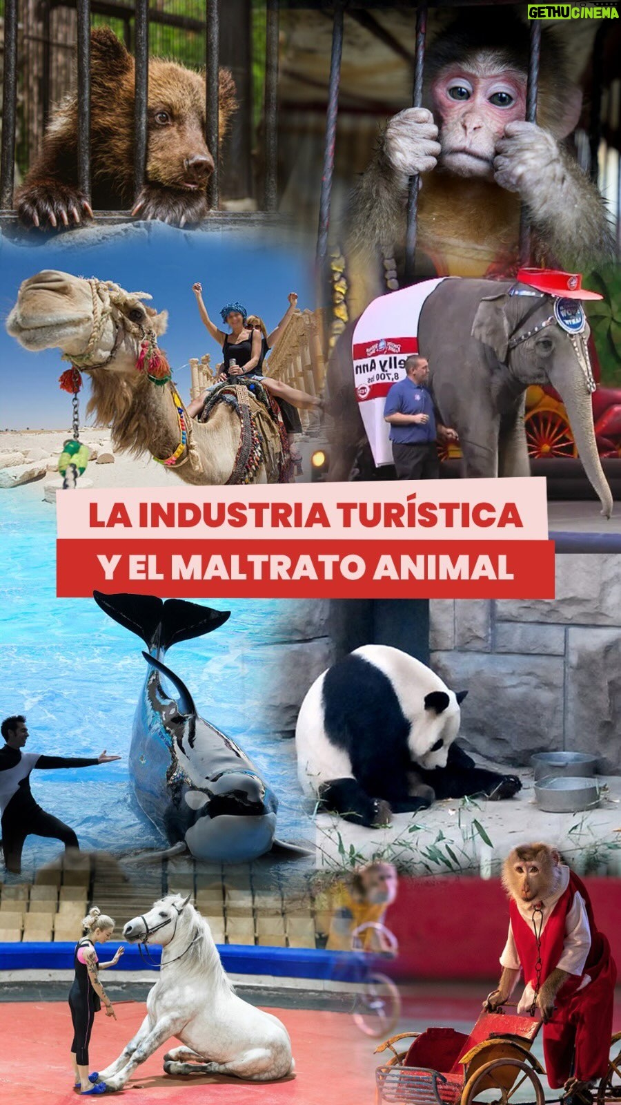 Liz Solari Instagram - INDUSTRIA TURÍSTICA VS MALTRATO ANIMAL 🎬👀🐾 ¿Sabías que las actividades turísticas que ofrecen experiencias de entretenimiento con animales fomentan la crueldad hacia ellos? Desde SINTIENTES creemos que como sociedad debemos cambiar nuestros hábitos para ser turistas RESPONSABLES. 🐒🦜❤️ Taguea un amigo, familiar así se entera de esto. Contanos tus experiencias. 🙏 Necesitamos con urgencia que #LeySintientes SEA LEY en Argentina e inspirar a todo el mundo a declararlos sintientes y sujeto de derecho. ✍️ Te invitamos a firmar y compartir nuestra petición en change.org/leysintientes para llegar al millón de firmas. #Turismo #TurismoResponsable #Animales #DerechosAnimales #SientienciaAnimal . Tourism activities that offer entertainment experiences with animals are cruel. We are convinced that this must change. Let us be responsible tourists. 🐒🦜❤ Tag a friend, a family Member to share and them know! 🙏 We urgently need to pass #SentientLaw to inspire the world to declare animals in Argentina sentient and subject to law. ✍ Sign and share our petition to reach one million signatures: change.org/leysintientes #Tourism #ResponsibleTourism #Animals #AnimalsRights #AnimalSentience