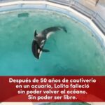 Liz Solari Instagram – Que el sacrificio de Lolita no sea en vano. 🙏🏻💔🐾

POR FAVOR tómate 1 minuto y firmá la petición en www.leysintientes.org (Link directo en Bio de @leysintientes) 

Como Lolita, la gran mayoría de los animales en la tierra son tratados como COSAS, viven explotados en zoológicos, acuarios, circos, granjas y jaulas y más. Y mueren por la ceguera y el egoísmo humano. 

Es momento de hacer la conexión. 

SEAMOS LA GENERACION QUE TERMINE CON LA EXPLOTACION ANIMAL Y QUE RESPETE Y PROTEJA TODOS LOS ANIMALES. 

Cambiemos la historia juntos.

✍️ Firmá la petición de #LeySintientes para que sean declarados sintientes y sujeto de derecho en Argentina. Link en bio. 

May #Lolita’s sacrifice not be in vain. 🙏🏻💔🐾

 Like Lolita, the vast majority of animals on earth are treated as OBJECTS, living exploited in zoos, aquariums, circuses, farms and cages and more.  They are being killed because of human blindness and egoism.

 It’s time to make the connection!

 Let’s be the generation that embraces the paradigm of respecting and protecting ALL animals. 

 Let’s change history together!

 ✍️ Sign #SentientLaw petition so animals are declared sentient and subject to law in Argentina.

 #OrcaLolita #DerechosAnimales #SintienciaAnimal #AnimalRights #AnimalSentience