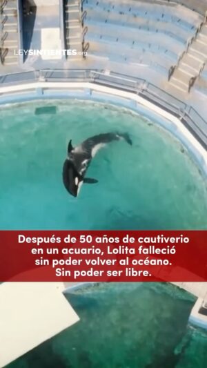 Liz Solari Instagram - Que el sacrificio de Lolita no sea en vano. 🙏🏻💔🐾

POR FAVOR tómate 1 minuto y firmá la petición en www.leysintientes.org (Link directo en Bio de @leysintientes) 

Como Lolita, la gran mayoría de los animales en la tierra son tratados como COSAS, viven explotados en zoológicos, acuarios, circos, granjas y jaulas y más. Y mueren por la ceguera y el egoísmo humano. 

Es momento de hacer la conexión. 

SEAMOS LA GENERACION QUE TERMINE CON LA EXPLOTACION ANIMAL Y QUE RESPETE Y PROTEJA TODOS LOS ANIMALES. 

Cambiemos la historia juntos.

✍️ Firmá la petición de #LeySintientes para que sean declarados sintientes y sujeto de derecho en Argentina. Link en bio. 

May #Lolita’s sacrifice not be in vain. 🙏🏻💔🐾

 Like Lolita, the vast majority of animals on earth are treated as OBJECTS, living exploited in zoos, aquariums, circuses, farms and cages and more.  They are being killed because of human blindness and egoism.

 It’s time to make the connection!

 Let’s be the generation that embraces the paradigm of respecting and protecting ALL animals. 

 Let’s change history together!

 ✍️ Sign #SentientLaw petition so animals are declared sentient and subject to law in Argentina.

 #OrcaLolita #DerechosAnimales #SintienciaAnimal #AnimalRights #AnimalSentience