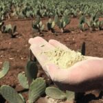 Liz Solari Instagram – FeLiz con mi tapa @lofficielarg vestida con cuero de cactus. 🌵💃📸

‘El uso y consumo de materiales hechos a base de plantas en la Industria Fashion es el camino para salvar la vida de millones de animales y reducir significativamente la contaminación y la deforestación en la Tierra. 
Como consumidores tenemos una gran responsabilidad. Debemos consumir menos, y asegurarnos que no implique crueldad en otros seres’

Los invito a leer mi entrevista completa y a ver el Documental SLAY @slay.film para informarse sobre el gravisimo impacto del uso de materiales obtenidos de la explotación de animales’

Acceso directo en mi bio y en mi web www.lizsolari.net 🤍

Gracias a todo el gran equipo 🤩 @madametorrejon Fotografías: @gastonpaci Cover Look @milagrospereda Estilismo: @delfina_tulli. 
Maquillaje: @rikivalles. Peinado: @galosapaia para @_nichestudio con productos @Schwarzkopfpro.arg. Asistente de estilismo: Sofía Perez Millán. Asistente de fotografía: @natashaventuriero. Posproducción: @bruleretouch. Entrevista: @delfinakrusemann.

#GoVegan #Cuero #Pieles