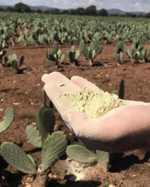 Liz Solari Instagram - FeLiz con mi tapa @lofficielarg vestida con cuero de cactus. 🌵💃📸

‘El uso y consumo de materiales hechos a base de plantas en la Industria Fashion es el camino para salvar la vida de millones de animales y reducir significativamente la contaminación y la deforestación en la Tierra. 
Como consumidores tenemos una gran responsabilidad. Debemos consumir menos, y asegurarnos que no implique crueldad en otros seres’

Los invito a leer mi entrevista completa y a ver el Documental SLAY @slay.film para informarse sobre el gravisimo impacto del uso de materiales obtenidos de la explotación de animales’

Acceso directo en mi bio y en mi web www.lizsolari.net 🤍

Gracias a todo el gran equipo 🤩 @madametorrejon Fotografías: @gastonpaci Cover Look @milagrospereda Estilismo: @delfina_tulli. 
Maquillaje: @rikivalles. Peinado: @galosapaia para @_nichestudio con productos @Schwarzkopfpro.arg. Asistente de estilismo: Sofía Perez Millán. Asistente de fotografía: @natashaventuriero. Posproducción: @bruleretouch. Entrevista: @delfinakrusemann.

#GoVegan #Cuero #Pieles