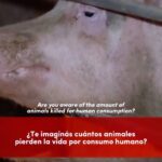 Liz Solari Instagram - Desde SINTIENTES tenemos la obligación de mostrarte la verdad que esconde la industria cárnica. Miles de millones de animales son humillados, abusados y asesinados para ser transformados en comida. 🙏🏻💔🤚 ¡Eligiendo una dieta basada en plantas, salvás incontables vidas, protegés el planeta, y tu salud! 🙏🏻🌱🥳 ✍️ Firmá y compartí la petición de #LeySintientes para que todos los animales sean declarados sintientes y sujeto de derecho frente a la ley Argentina. #Consumo #Animales #PlantBased #DerechosAnimales #SintienciaAnimal . We have the moral obligation to reveal the truth behind the meat industry. Thousands of animals are humiliated, abused, and murdered to become food. 🙏🏻💔🤚 Choosing plant-based diet saves countless lives and protects the environment and your health! 🌱 ✍ Sign and share the #SentientLaw petition to declare all animals sentient and subject to law under Argentine law. #MeatConsumption #Animals #PlantBased #AnimalRights #GoVegan #veganlife