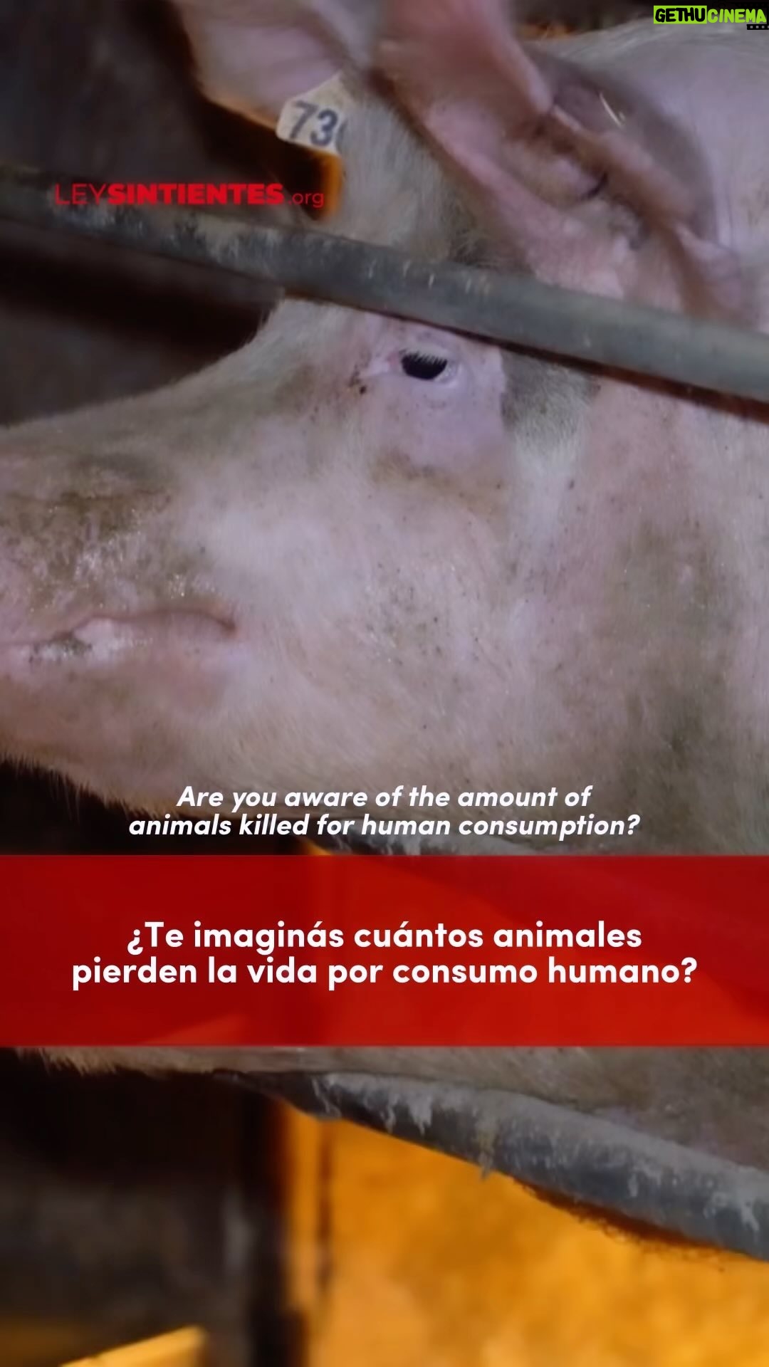 Liz Solari Instagram - Desde SINTIENTES tenemos la obligación de mostrarte la verdad que esconde la industria cárnica. Miles de millones de animales son humillados, abusados y asesinados para ser transformados en comida. 🙏🏻💔🤚 ¡Eligiendo una dieta basada en plantas, salvás incontables vidas, protegés el planeta, y tu salud! 🙏🏻🌱🥳 ✍️ Firmá y compartí la petición de #LeySintientes para que todos los animales sean declarados sintientes y sujeto de derecho frente a la ley Argentina. #Consumo #Animales #PlantBased #DerechosAnimales #SintienciaAnimal . We have the moral obligation to reveal the truth behind the meat industry. Thousands of animals are humiliated, abused, and murdered to become food. 🙏🏻💔🤚 Choosing plant-based diet saves countless lives and protects the environment and your health! 🌱 ✍ Sign and share the #SentientLaw petition to declare all animals sentient and subject to law under Argentine law. #MeatConsumption #Animals #PlantBased #AnimalRights #GoVegan #veganlife