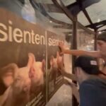 Liz Solari Instagram - Hasta que TODOS los animales sean considerados sintientes y sujeto de derecho frente a la ley, ACTIVAMOS. ¿Ya viste alguna de las pegatinas de la Campaña Sienten por #leysintientes en la calle? GRACIAS a este equipazo del amor, de un dia laboral directo a activar por los animales con alegría, con fuerza, con optimismo. Gracias a mi querido amigo #PhilipLow por haberlos declarado Sintientes y concientes al mundo en la Declaración de Cambridge sobre la Conciencia y por venir a Argentina a pegar la campaña con nosotros y alzar tu voz en el Congreso Nacional por la aprobación de @leysintientes Y gracias a el generoso donante anónimo de los carteles ecológicos que pegamos. Juntos estamos haciendo historia. - Until ALL animals are considered sentient and subject to law we will Activate! Have you seen any of the stickers from #SentientLaw Campaign on the streets? Together we are making history. @voicot @difusionv @thesavemovement @malena__blanco @maximomazzocco @loliartusa @juanartusa @oskysorairez @low2220 @lenacxz @tanodelatierra @natalialescano.naty @veganacumbia @mumi.eskenazi @rikivalles @lucasiriarte_i @lukitas_ok @pepebarile @pepeparada6 @facu.rad @caamilaibarra @krasnovp @alanmathieu17 @vikingo_vegano @cherchevalier_author @clegg.judith @smileymindskids Quien falte sumar avise. Eramos muchos 😍 ✊🏼❤️‍🔥🐾 #DerechosAnimales #ActivismoEsAmor