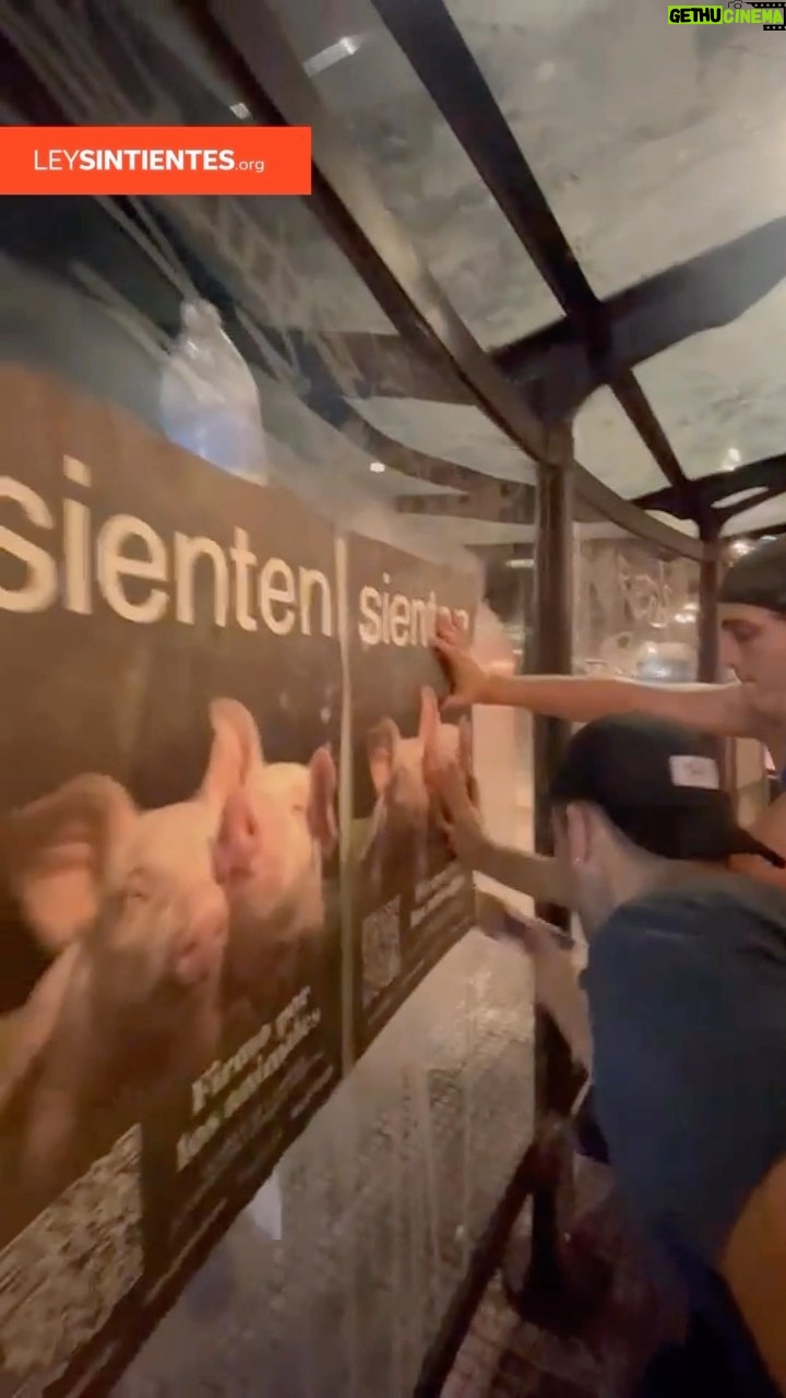 Liz Solari Instagram - Hasta que TODOS los animales sean considerados sintientes y sujeto de derecho frente a la ley, ACTIVAMOS. ¿Ya viste alguna de las pegatinas de la Campaña Sienten por #leysintientes en la calle? GRACIAS a este equipazo del amor, de un dia laboral directo a activar por los animales con alegría, con fuerza, con optimismo. Gracias a mi querido amigo #PhilipLow por haberlos declarado Sintientes y concientes al mundo en la Declaración de Cambridge sobre la Conciencia y por venir a Argentina a pegar la campaña con nosotros y alzar tu voz en el Congreso Nacional por la aprobación de @leysintientes Y gracias a el generoso donante anónimo de los carteles ecológicos que pegamos. Juntos estamos haciendo historia. - Until ALL animals are considered sentient and subject to law we will Activate! Have you seen any of the stickers from #SentientLaw Campaign on the streets? Together we are making history. @voicot @difusionv @thesavemovement @malena__blanco @maximomazzocco @loliartusa @juanartusa @oskysorairez @low2220 @lenacxz @tanodelatierra @natalialescano.naty @veganacumbia @mumi.eskenazi @rikivalles @lucasiriarte_i @lukitas_ok @pepebarile @pepeparada6 @facu.rad @caamilaibarra @krasnovp @alanmathieu17 @vikingo_vegano @cherchevalier_author @clegg.judith @smileymindskids Quien falte sumar avise. Eramos muchos 😍 ✊🏼❤️🔥🐾 #DerechosAnimales #ActivismoEsAmor