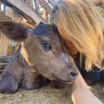 Liz Solari Instagram - Los animales nos rescatan a nosotros, y si abrimos nuestro corazón, nos salvan. Y vos ¿que aprendiste, que sanaste gracias a un animal no humano? ❤️ En el Dia del Animal deseo que seamos millones multiplicando acciones de compasión por ellos. Seamos millones firmando la petición @leysintientes para que de una vez sean considerados sintientes y sujetos de derecho en Argentina. Cambiemos la historia para los animales juntos. 1- “Garabato” un ternero que salvamos con mi vecina Noel y vivirá su vida entera gracias a @santuarioequidad 2- Frida, una gata bebe que encontré sola a las 12pm llorando sin parar en la calle. Anita la transito. Hoy crece su feliz con esta beba y su flia que la adoptaron. 3- Silloncito, un pajarito que cayo de su nido en nuestras vacaciones. Con mi adorada amiga @kani.castro50 lo cuidamos tanto. Aun asi partio, lleno de amor. 4-La negra y Benji, dos perros abandonados y atados con cadenas en un deposito de chatarra. Junto a @losdeatras.vienenconmigo los rescatamos y @guardecanina_carlospaz los ubicamos para siempre. ✊🏼❤️‍🔥🐾🌱 #DiaDelAnimal #CadaAccionCuenta #MasAmor #GoVegan