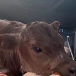 Liz Solari Instagram - Los animales nos rescatan a nosotros, y si abrimos nuestro corazón, nos salvan. Y vos ¿que aprendiste, que sanaste gracias a un animal no humano? ❤️ En el Dia del Animal deseo que seamos millones multiplicando acciones de compasión por ellos. Seamos millones firmando la petición @leysintientes para que de una vez sean considerados sintientes y sujetos de derecho en Argentina. Cambiemos la historia para los animales juntos. 1- “Garabato” un ternero que salvamos con mi vecina Noel y vivirá su vida entera gracias a @santuarioequidad 2- Frida, una gata bebe que encontré sola a las 12pm llorando sin parar en la calle. Anita la transito. Hoy crece su feliz con esta beba y su flia que la adoptaron. 3- Silloncito, un pajarito que cayo de su nido en nuestras vacaciones. Con mi adorada amiga @kani.castro50 lo cuidamos tanto. Aun asi partio, lleno de amor. 4-La negra y Benji, dos perros abandonados y atados con cadenas en un deposito de chatarra. Junto a @losdeatras.vienenconmigo los rescatamos y @guardecanina_carlospaz los ubicamos para siempre. ✊🏼❤️‍🔥🐾🌱 #DiaDelAnimal #CadaAccionCuenta #MasAmor #GoVegan