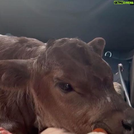 Liz Solari Instagram - Los animales nos rescatan a nosotros, y si abrimos nuestro corazón, nos salvan. Y vos ¿que aprendiste, que sanaste gracias a un animal no humano? ❤️ En el Dia del Animal deseo que seamos millones multiplicando acciones de compasión por ellos. Seamos millones firmando la petición @leysintientes para que de una vez sean considerados sintientes y sujetos de derecho en Argentina. Cambiemos la historia para los animales juntos. 1- “Garabato” un ternero que salvamos con mi vecina Noel y vivirá su vida entera gracias a @santuarioequidad 2- Frida, una gata bebe que encontré sola a las 12pm llorando sin parar en la calle. Anita la transito. Hoy crece su feliz con esta beba y su flia que la adoptaron. 3- Silloncito, un pajarito que cayo de su nido en nuestras vacaciones. Con mi adorada amiga @kani.castro50 lo cuidamos tanto. Aun asi partio, lleno de amor. 4-La negra y Benji, dos perros abandonados y atados con cadenas en un deposito de chatarra. Junto a @losdeatras.vienenconmigo los rescatamos y @guardecanina_carlospaz los ubicamos para siempre. ✊🏼❤️🔥🐾🌱 #DiaDelAnimal #CadaAccionCuenta #MasAmor #GoVegan