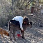 Liz Solari Instagram - Los animales nos rescatan a nosotros, y si abrimos nuestro corazón, nos salvan. Y vos ¿que aprendiste, que sanaste gracias a un animal no humano? ❤️ En el Dia del Animal deseo que seamos millones multiplicando acciones de compasión por ellos. Seamos millones firmando la petición @leysintientes para que de una vez sean considerados sintientes y sujetos de derecho en Argentina. Cambiemos la historia para los animales juntos. 1- “Garabato” un ternero que salvamos con mi vecina Noel y vivirá su vida entera gracias a @santuarioequidad 2- Frida, una gata bebe que encontré sola a las 12pm llorando sin parar en la calle. Anita la transito. Hoy crece su feliz con esta beba y su flia que la adoptaron. 3- Silloncito, un pajarito que cayo de su nido en nuestras vacaciones. Con mi adorada amiga @kani.castro50 lo cuidamos tanto. Aun asi partio, lleno de amor. 4-La negra y Benji, dos perros abandonados y atados con cadenas en un deposito de chatarra. Junto a @losdeatras.vienenconmigo los rescatamos y @guardecanina_carlospaz los ubicamos para siempre. ✊🏼❤️‍🔥🐾🌱 #DiaDelAnimal #CadaAccionCuenta #MasAmor #GoVegan