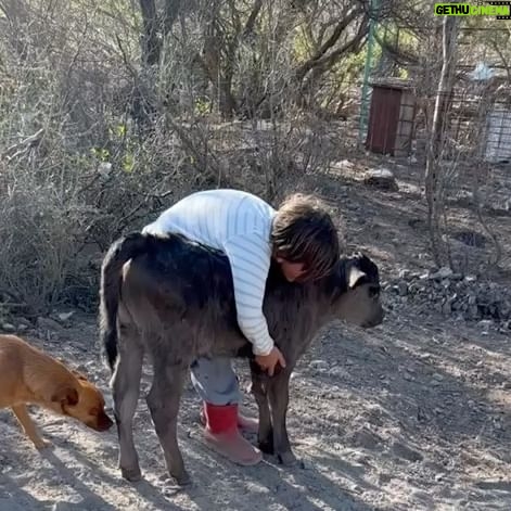Liz Solari Instagram - Los animales nos rescatan a nosotros, y si abrimos nuestro corazón, nos salvan. Y vos ¿que aprendiste, que sanaste gracias a un animal no humano? ❤️ En el Dia del Animal deseo que seamos millones multiplicando acciones de compasión por ellos. Seamos millones firmando la petición @leysintientes para que de una vez sean considerados sintientes y sujetos de derecho en Argentina. Cambiemos la historia para los animales juntos. 1- “Garabato” un ternero que salvamos con mi vecina Noel y vivirá su vida entera gracias a @santuarioequidad 2- Frida, una gata bebe que encontré sola a las 12pm llorando sin parar en la calle. Anita la transito. Hoy crece su feliz con esta beba y su flia que la adoptaron. 3- Silloncito, un pajarito que cayo de su nido en nuestras vacaciones. Con mi adorada amiga @kani.castro50 lo cuidamos tanto. Aun asi partio, lleno de amor. 4-La negra y Benji, dos perros abandonados y atados con cadenas en un deposito de chatarra. Junto a @losdeatras.vienenconmigo los rescatamos y @guardecanina_carlospaz los ubicamos para siempre. ✊🏼❤️🔥🐾🌱 #DiaDelAnimal #CadaAccionCuenta #MasAmor #GoVegan