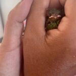 Liz Solari Instagram - Los animales nos rescatan a nosotros, y si abrimos nuestro corazón, nos salvan. Y vos ¿que aprendiste, que sanaste gracias a un animal no humano? ❤️ En el Dia del Animal deseo que seamos millones multiplicando acciones de compasión por ellos. Seamos millones firmando la petición @leysintientes para que de una vez sean considerados sintientes y sujetos de derecho en Argentina. Cambiemos la historia para los animales juntos. 1- “Garabato” un ternero que salvamos con mi vecina Noel y vivirá su vida entera gracias a @santuarioequidad 2- Frida, una gata bebe que encontré sola a las 12pm llorando sin parar en la calle. Anita la transito. Hoy crece su feliz con esta beba y su flia que la adoptaron. 3- Silloncito, un pajarito que cayo de su nido en nuestras vacaciones. Con mi adorada amiga @kani.castro50 lo cuidamos tanto. Aun asi partio, lleno de amor. 4-La negra y Benji, dos perros abandonados y atados con cadenas en un deposito de chatarra. Junto a @losdeatras.vienenconmigo los rescatamos y @guardecanina_carlospaz los ubicamos para siempre. ✊🏼❤️‍🔥🐾🌱 #DiaDelAnimal #CadaAccionCuenta #MasAmor #GoVegan