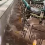 Liz Solari Instagram – ¿¡¡¡Humanos tan bajo hemos caído!!!?

Miren a estos inocentes siendo torturados y esclavizados y matados en el nombre de la GULA y la AMBICIÓN HUMANA. 

Cuando decimos “Yo tengo derecho a comer lo que quiero” la verdad es “Yo tengo derecho a matar y torturar para comer lo que quiero”

Enfrentemos la VERDAD, y comencemos a ser coherentes en nuestros pensamientos, palabras y acciones. 

Amar a los animales es mucho más que amar a nuestros perros y gatos. Es amarlos a TODOS. Y es dejar de tratarlos como COSAS que nos dan lo que queremos. 

Los urjo a ampliar su círculo de compasión. Una dieta basada en plantas respeta la vida de los animales, mejora nuestra salud y protege el planeta. Y en el 2024 es más fácil que nunca hacer este cambio para bien. 

Have we humans fallen so low!!!?

Look at these innocents being tortured, enslaved and killed in the name of GLUTTONY and HUMAN AMBITION.

When we say “I have the right to eat what I want” the truth is “I have the right to kill and torture to eat what I want”

Let’s face the TRUTH, and start being coherent with our thoughts, words and actions.

Loving animals is much more than loving our dogs and cats. It’s loving them ALL. And it means stopping treating them as THINGS that give us what we want.

I urge you to expand your circle of compassion. A plant-based diet respects animal life, improves our health and protects the planet. In 2024 it’s easier than ever making this change x good.

Liz 

🙏🏻💔🌱🦆🌎

 #PlantBased #CrueldadAnimal #IndustriaCarnica #GoVegan  #AnimalCruelty #MeatIndustry #foiegras
