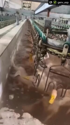 Liz Solari Instagram - ¿¡¡¡Humanos tan bajo hemos caído!!!?

Miren a estos inocentes siendo torturados y esclavizados y matados en el nombre de la GULA y la AMBICIÓN HUMANA. 

Cuando decimos “Yo tengo derecho a comer lo que quiero” la verdad es “Yo tengo derecho a matar y torturar para comer lo que quiero”

Enfrentemos la VERDAD, y comencemos a ser coherentes en nuestros pensamientos, palabras y acciones. 

Amar a los animales es mucho más que amar a nuestros perros y gatos. Es amarlos a TODOS. Y es dejar de tratarlos como COSAS que nos dan lo que queremos. 

Los urjo a ampliar su círculo de compasión. Una dieta basada en plantas respeta la vida de los animales, mejora nuestra salud y protege el planeta. Y en el 2024 es más fácil que nunca hacer este cambio para bien. 

Have we humans fallen so low!!!?

Look at these innocents being tortured, enslaved and killed in the name of GLUTTONY and HUMAN AMBITION.

When we say “I have the right to eat what I want” the truth is “I have the right to kill and torture to eat what I want”

Let’s face the TRUTH, and start being coherent with our thoughts, words and actions.

Loving animals is much more than loving our dogs and cats. It’s loving them ALL. And it means stopping treating them as THINGS that give us what we want.

I urge you to expand your circle of compassion. A plant-based diet respects animal life, improves our health and protects the planet. In 2024 it’s easier than ever making this change x good.

Liz 

🙏🏻💔🌱🦆🌎

 #PlantBased #CrueldadAnimal #IndustriaCarnica #GoVegan  #AnimalCruelty #MeatIndustry #foiegras
