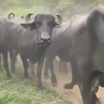Liz Solari Instagram - 🙌🏽IMÁGENES DE #LIBERTAD de los primeros 131 BÚFALOS TRASLADADOS 🙌🏽 JUNTOS SALVAMOS VIDAS. UNIDOS CAMBIAMOS REALIDADES. Si donaste tu dinero, energía, rezos SOS parte de este MILAGRO. 🙏🏻🐃✨📣 Y si aún no ¿Que estás esperando? DALE ❤️Y COMENTÁ lo que sentís al ver esto. TAGUEA invitando a donar, DONÁ lo que puedas. 🙏🏻🐃🥳 Se vienen semanas movidas. ¡Son muchos búfalos! NECESITAMOS TU AYUDA. Elegí una DIETA BADASA EN PLANTAS para SALVAR VIDAS, proteger el planeta y tu salud. Bendiciones a TODO el equipo de voluntarios local que le pone cuerpo, alma y corazón para hacer posible esto. #rescateanimal #govegan #leysintientes First FREEDOM images of the 131 BUFFALOS who have been transferred to @ahimsa.santuariovaledarainha sanctuary. TOGETHER WE SAVE LIVES. UNITED WE CHANGE REALITIES. If you have donated your money, time, energy, if you have prayed you are part of this MIRACLE. 🙏🏻🐃✨📣 LIKE ❤️COMMENT how you feel seeing this. TAG inviting to donate. Choose a PLANT BASED DIET to SAVE LIVES, protect the planet and your health. Still hundred of buffaloes need to be relocated. We need to get them all out, PLEASE if you haven’t yet DONATE. Bless God and the entire team of local volunteers who put their heart, soul and body into making this possible. 🙏🏻❤️🐃🐾✨📣 #animalrescue