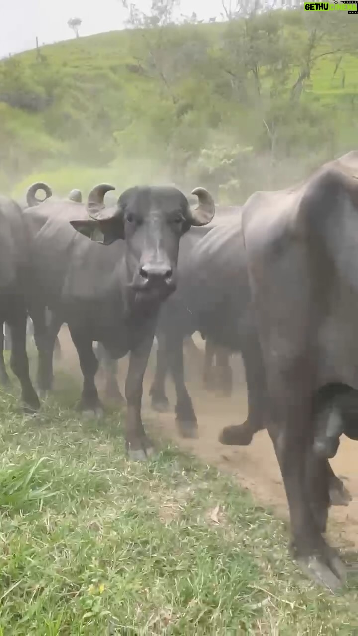 Liz Solari Instagram - 🙌🏽IMÁGENES DE #LIBERTAD de los primeros 131 BÚFALOS TRASLADADOS 🙌🏽 JUNTOS SALVAMOS VIDAS. UNIDOS CAMBIAMOS REALIDADES. Si donaste tu dinero, energía, rezos SOS parte de este MILAGRO. 🙏🏻🐃✨📣 Y si aún no ¿Que estás esperando? DALE ❤️Y COMENTÁ lo que sentís al ver esto. TAGUEA invitando a donar, DONÁ lo que puedas. 🙏🏻🐃🥳 Se vienen semanas movidas. ¡Son muchos búfalos! NECESITAMOS TU AYUDA. Elegí una DIETA BADASA EN PLANTAS para SALVAR VIDAS, proteger el planeta y tu salud. Bendiciones a TODO el equipo de voluntarios local que le pone cuerpo, alma y corazón para hacer posible esto. #rescateanimal #govegan #leysintientes First FREEDOM images of the 131 BUFFALOS who have been transferred to @ahimsa.santuariovaledarainha sanctuary. TOGETHER WE SAVE LIVES. UNITED WE CHANGE REALITIES. If you have donated your money, time, energy, if you have prayed you are part of this MIRACLE. 🙏🏻🐃✨📣 LIKE ❤️COMMENT how you feel seeing this. TAG inviting to donate. Choose a PLANT BASED DIET to SAVE LIVES, protect the planet and your health. Still hundred of buffaloes need to be relocated. We need to get them all out, PLEASE if you haven’t yet DONATE. Bless God and the entire team of local volunteers who put their heart, soul and body into making this possible. 🙏🏻❤️🐃🐾✨📣 #animalrescue
