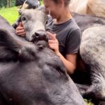 Liz Solari Instagram - ¿Sabias que en libertad las vacas pueden llegar a vivir de 25 a 30 años, pero la industria cárnica sacrifica a las terneras entre el primer y el segundo año de vida? Están matando bebes 🥹 Para ellos su vida entera. Para el humano una fugaz comida. #hacelaconexión #govegan Posted • @givemeyourvoice ✨ 🎥 by @santuarioamorquesalva 🌱 #cows #calf #calves #cowsofinstagram #sanctuary #vacas #vacasdeinstagram