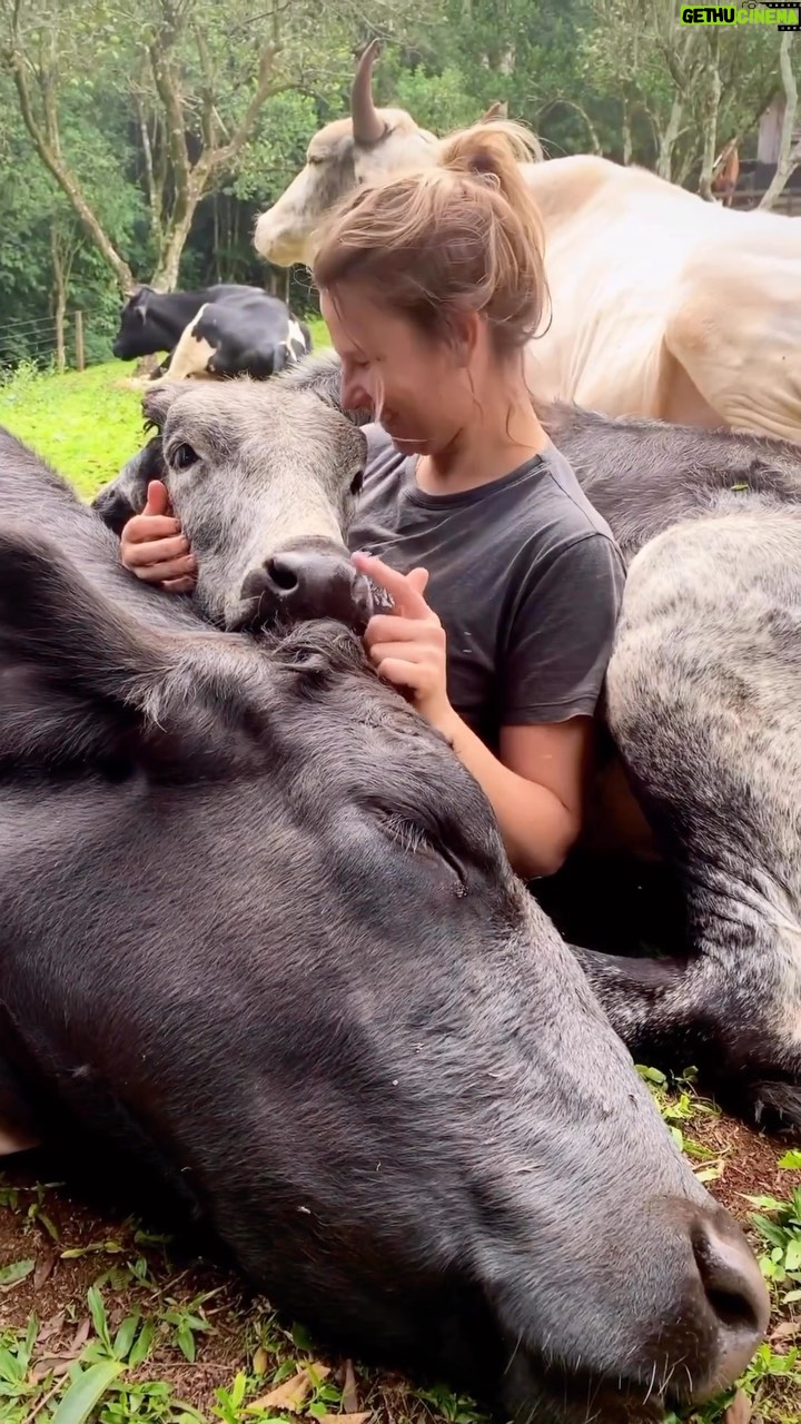 Liz Solari Instagram - ¿Sabias que en libertad las vacas pueden llegar a vivir de 25 a 30 años, pero la industria cárnica sacrifica a las terneras entre el primer y el segundo año de vida? Están matando bebes 🥹 Para ellos su vida entera. Para el humano una fugaz comida. #hacelaconexión #govegan Posted • @givemeyourvoice ✨ 🎥 by @santuarioamorquesalva 🌱 #cows #calf #calves #cowsofinstagram #sanctuary #vacas #vacasdeinstagram