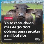 Liz Solari Instagram - Después de que mil búfalos fueron abandonados a morir por un ganadero que decidió comenzar a plantar soja, el Santuario Vale da Rainha decidió salvarlos. 🙌 Gracias al creciente apoyo popular ya se recaudaron más de 30.000 dólares para trasladarlos al santuario y solo les faltan 10.000 para cumplir su meta. 🙏 🐃 💵 ¡De esta manera, están en condiciones de comenzar el primer traslado de los búfalos en cuestión de días! 🙌 🚚 🐃 ¿Donarías para ayudar a salvarlos y contribuir a este rescate histórico? 👉 Podés hacerlo desde PayPal o cuenta bancaria en el LINK EN BIO de @ahimsa.santuariovaledarainha #RescateAnimal #BufalasDeBrotas #DerechosAnimales #SintienciaAnimal . One thousand buffaloes were left to die by a rancher who decided to start planting soybeans in a field but Vale da Rainha Sanctuary decided to rescue them. 🙌 More than $30.000 was raised to afford the cost of moving them to the sanctuary and only $10.000 is missing to fulfill this. 🙏 🐃 💵 In some days, the first buffaloes transfer will start! 🙌 🚚 🐃 Would you donate money to save these buffaloes and be part of this historic rescue? Donate by PayPal or through your bank account. LINK IN BIO @ahimsa.santuariovaledarainha #AnimalRescue #AnimalRights #AnimalSentience